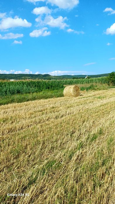 Vand baloti de paie de grau.