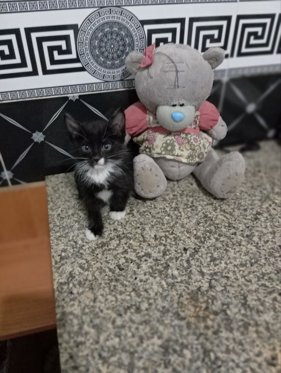 Отдам в заботливые руки котят