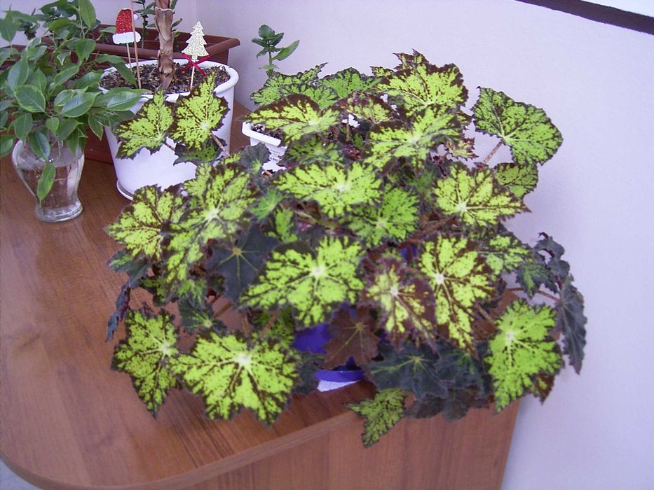 фотоапарат Ricoh Caplio RR30