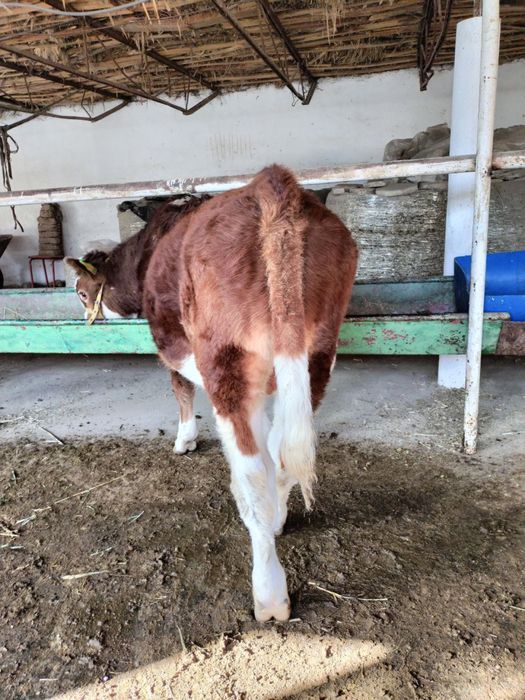 Semental srochna sotiladi