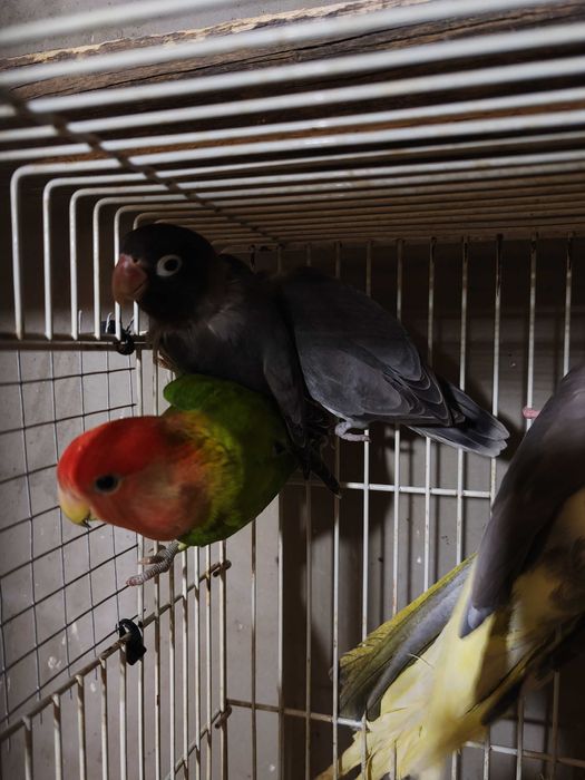 Agapornis disponibil