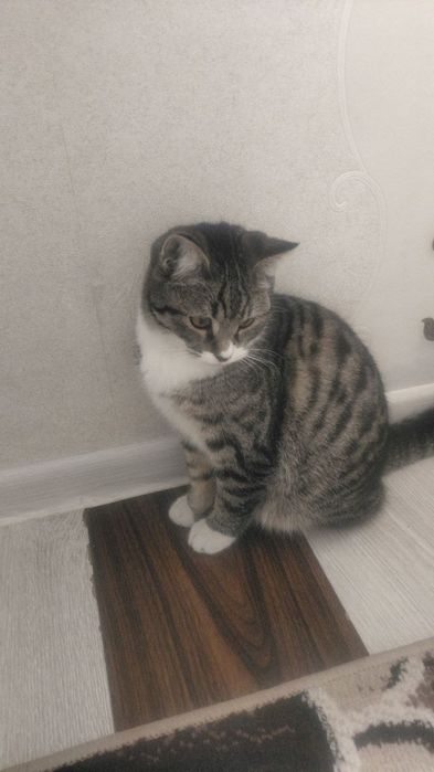 Hadyaga mushuk beriladi