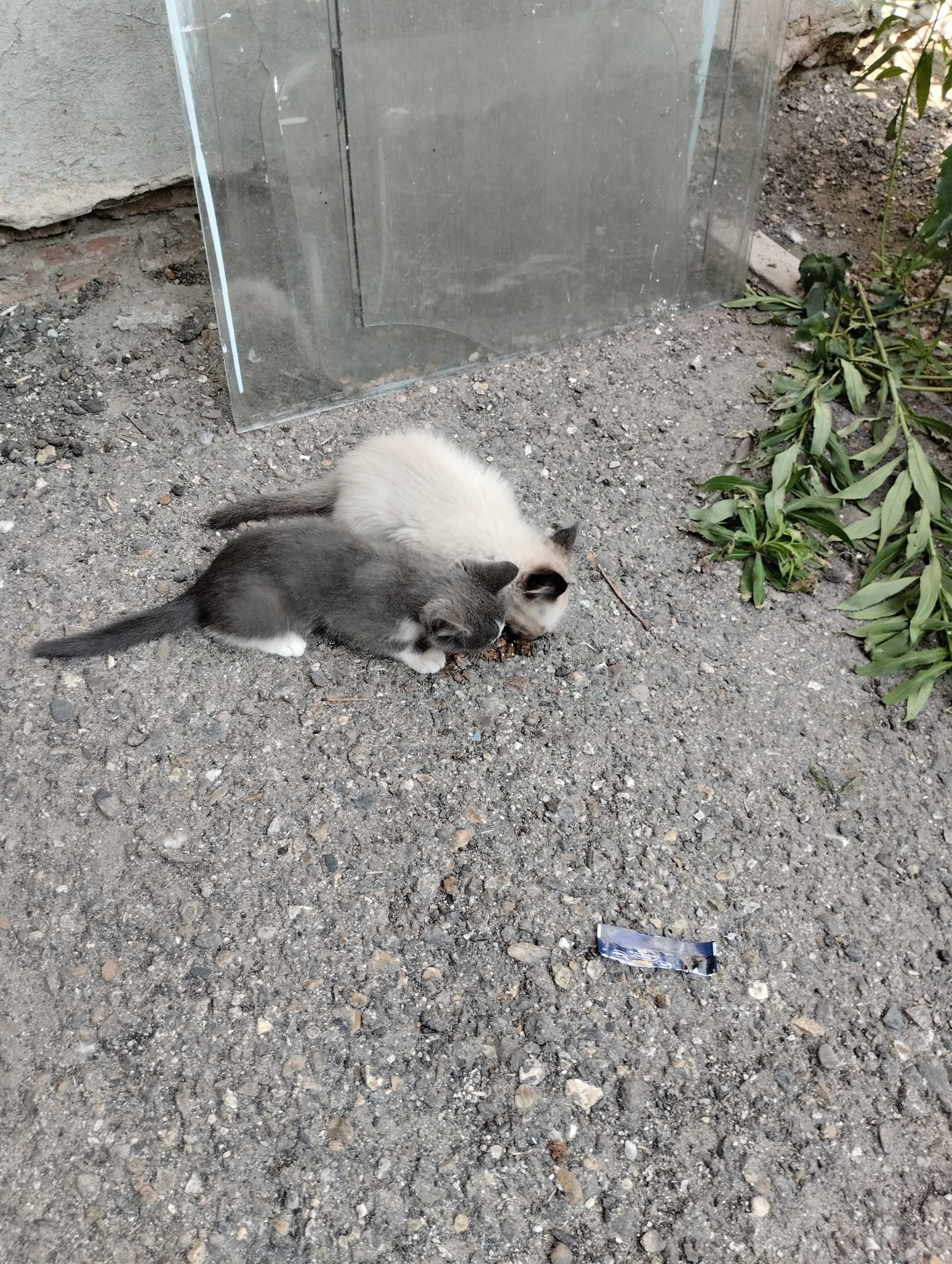 Котята в ассортименте замечательные