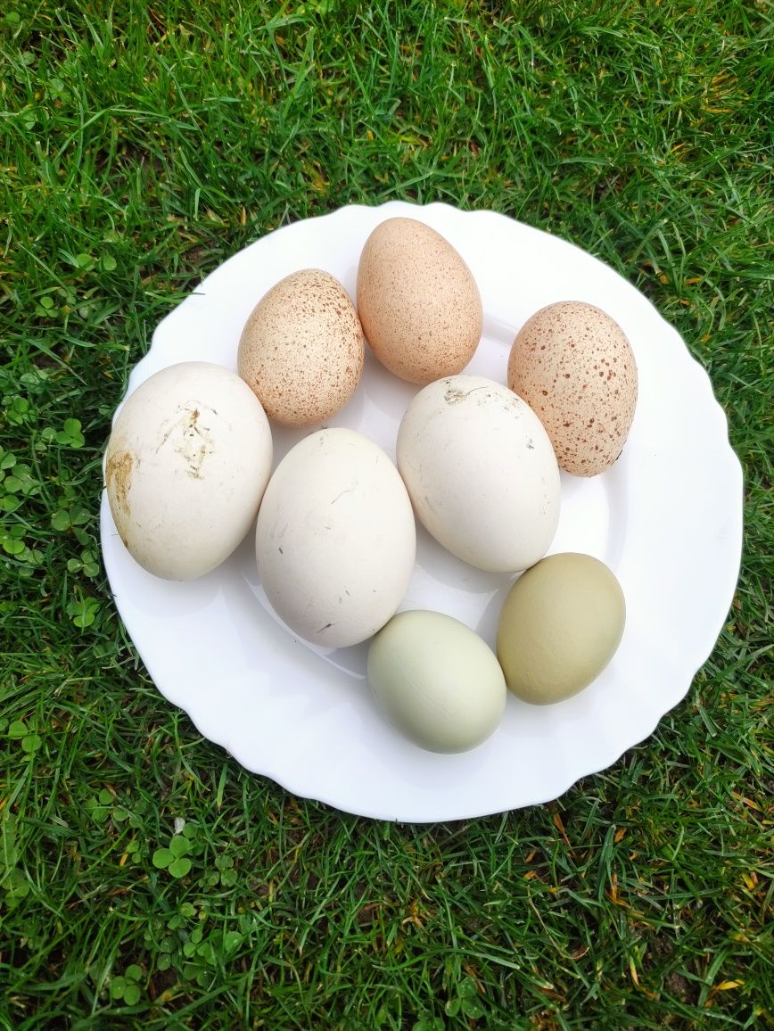 Vând ouă de Gaina, Curcă, ,păsări crescute in libertate,DOAR LA COMAND