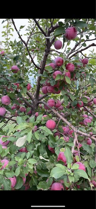 Pomi fructiferi anul 2/3/4 La ghiveci si radacina libera