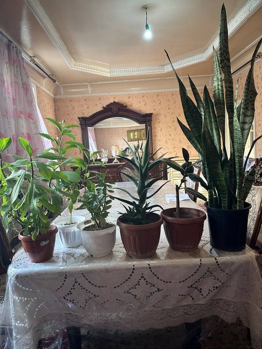 Уй гуллари сотилвди