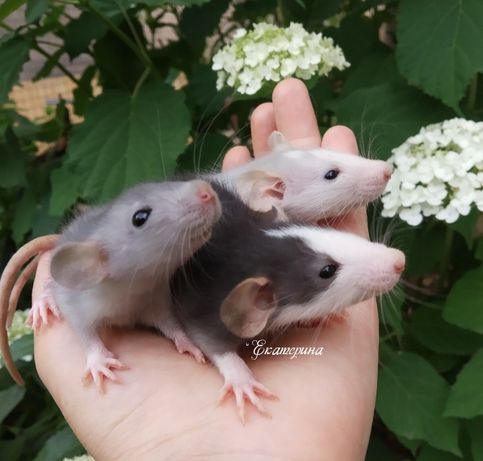 Крысы дамбо разных цветов