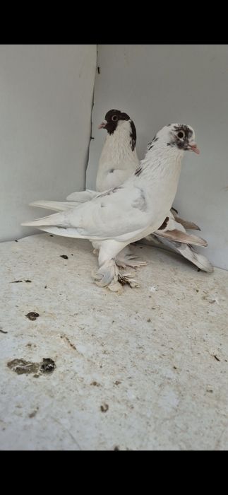 Vând porumbei tapălăgosi