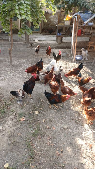 Товуклар сотилади