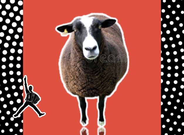 • Қой қошқар тоқты тұсақ саулық қозы овец баран овца кой козы КБ19