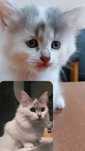 Кошка Молли 2 года Шотландка