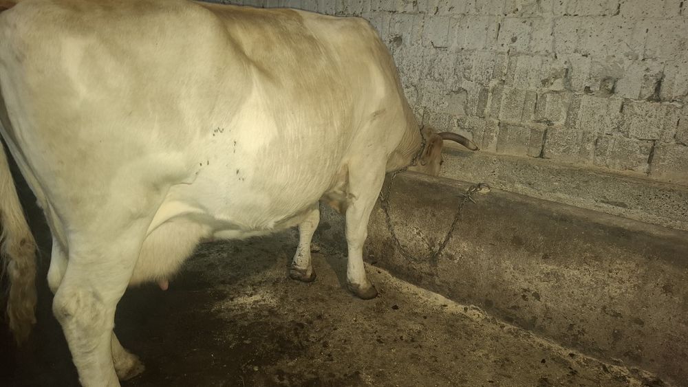 Vând vaca cu lapte