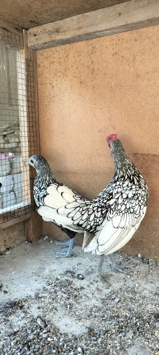 Seberak joʻjalar sotiladi