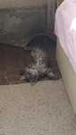 dau spre adopție 3 pui de pisica