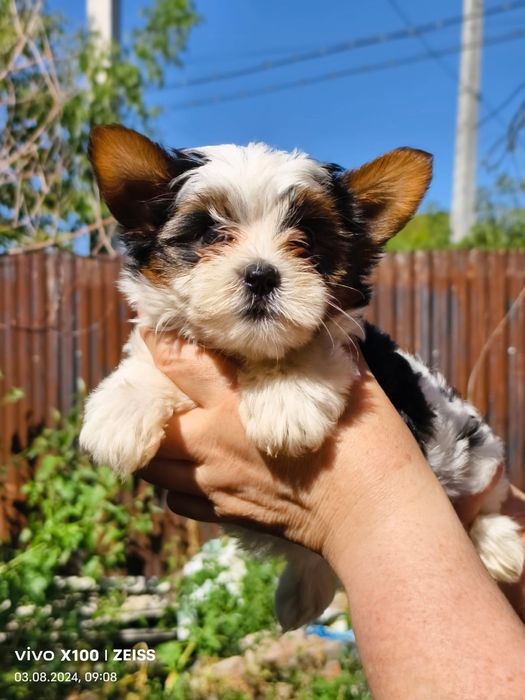 Продам щенков бивера.