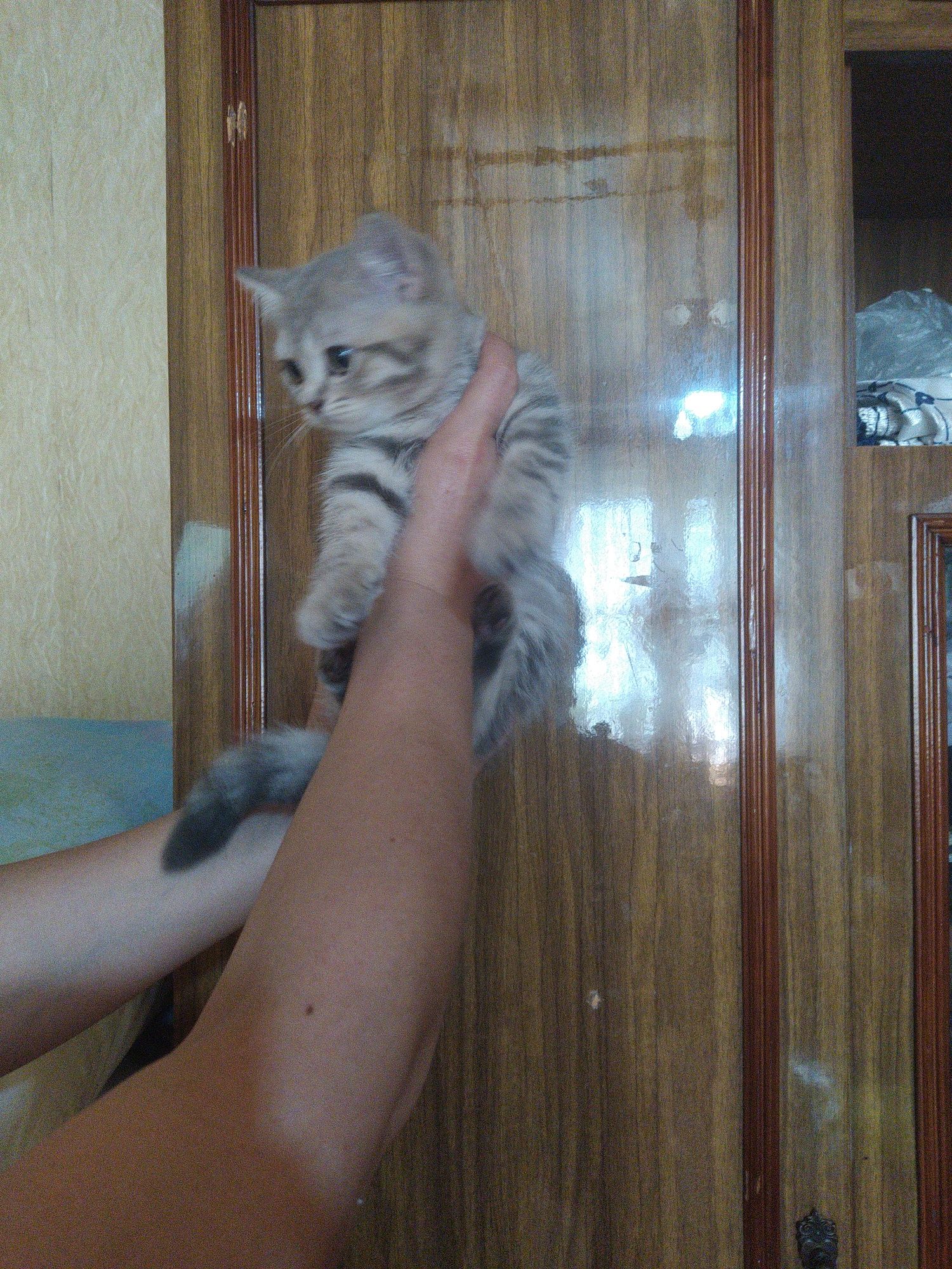 Шотландские скотиш Страйт котята.