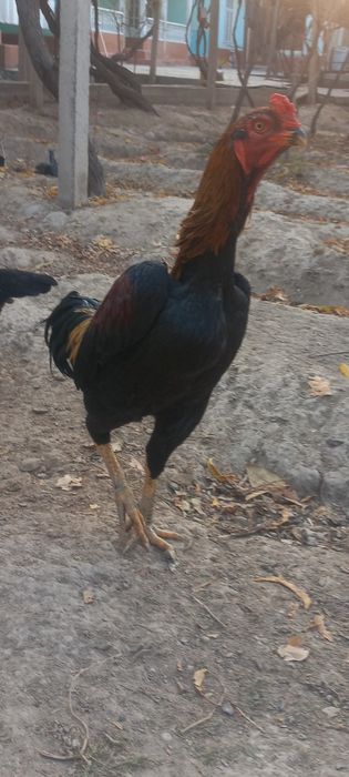 дакканг жужалари сотилади макиён тухумлаябди жужаларни ота онаси нархи