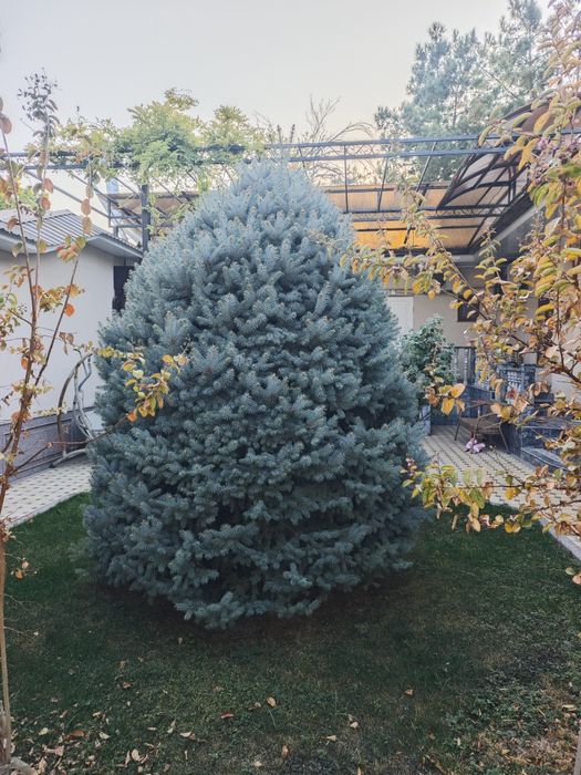 Голубая ель 3.5 м