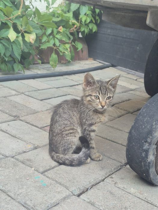 Отдам котят в хорошие руки