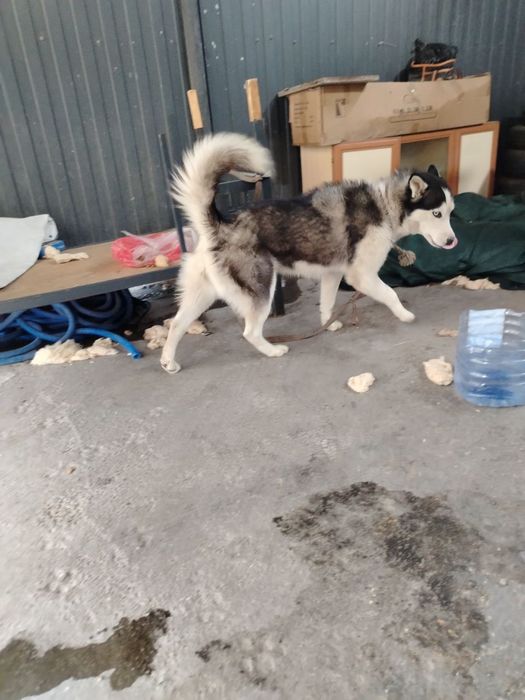 Хаска сотилади  срочно