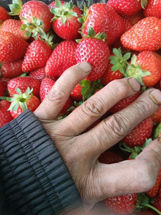 Обрезка плодовых деревьев