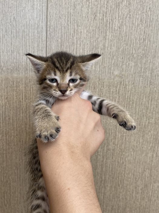 отдам котенка мальчик полосатый