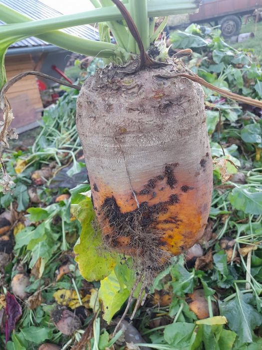 Vând sfeclă furajera