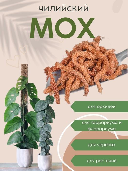 Мох сфагнум чилийский "Гусеница"