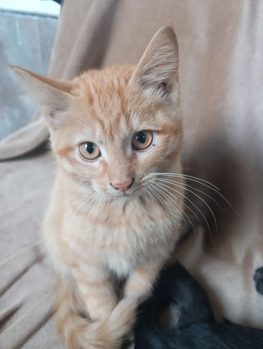 Котята домашние 3 месяца