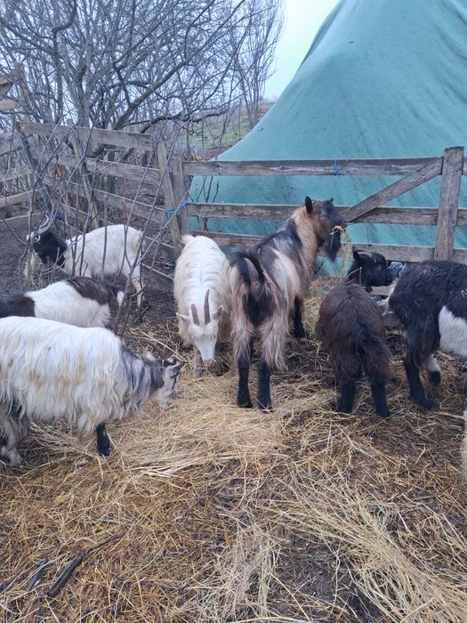 5 Capre si un tzap de vanzare