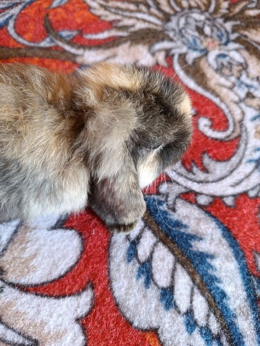 Quyon fransuski baran sotiladi yeb ichishlariga javob jinsi qiz bola