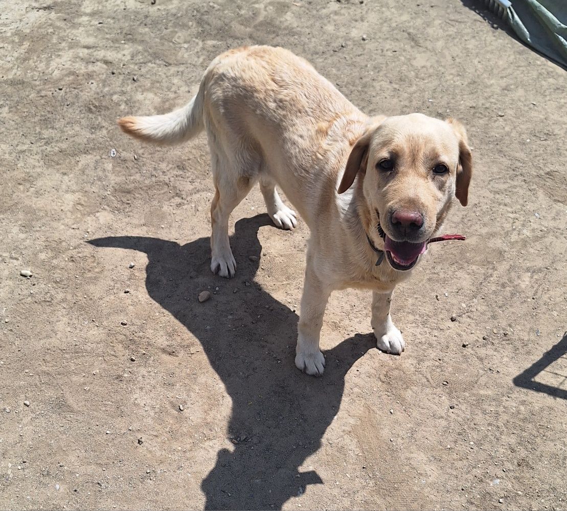 Donez Labrador Retriever