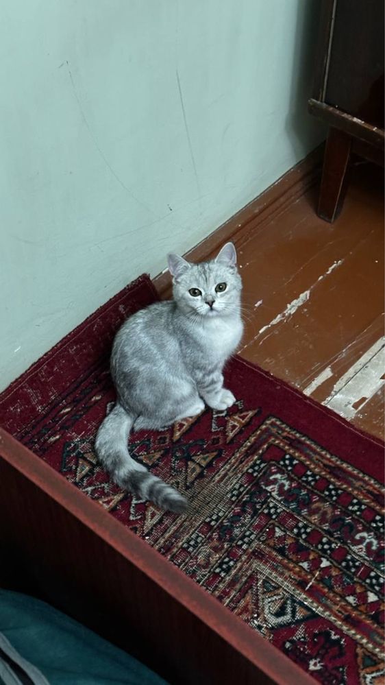 Mushuk shinshilla