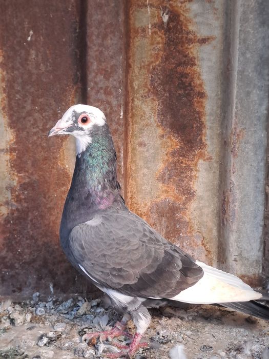 Porumbei de captură