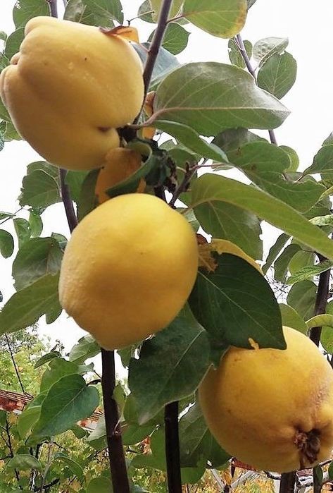 Pomi Stravechi Glia Stramoseasca ( GUTUI )