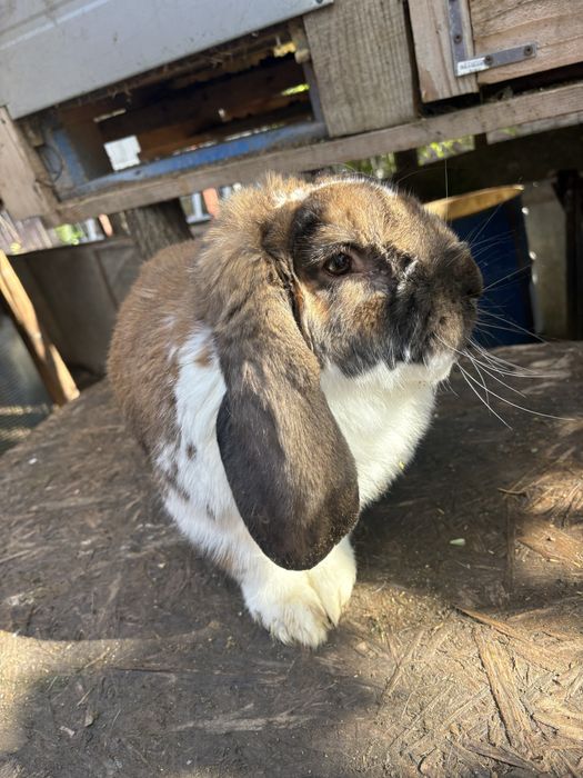 Masculi berbec german 11 luni si 7 luni