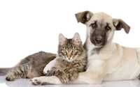 Приют для животных собак и кошек помощь с пристройством