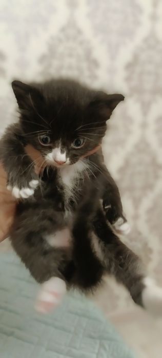 Отдам котят мальчиков