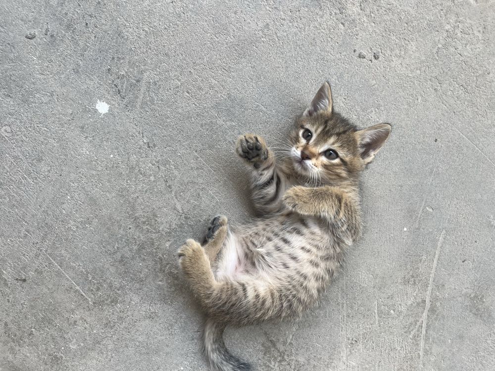 Котята в добрые руки / Хадия мехрли кулларга