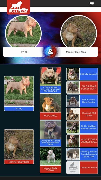 American Bully pedigree Abkc!