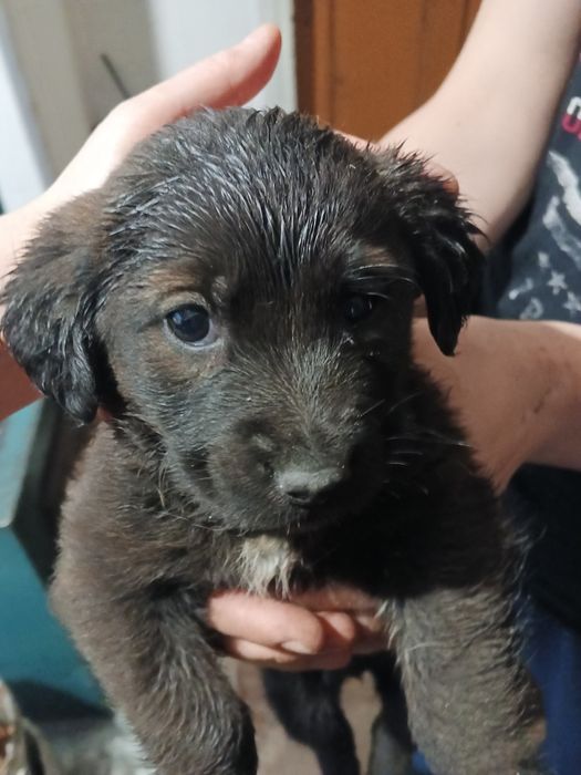 Отдам щенЯт в хорошие руки