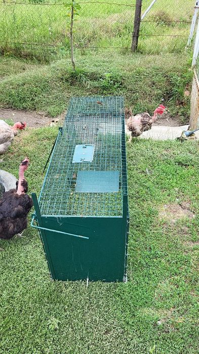 Capcană vulpi/dihori