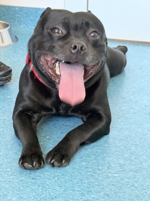 Английски Стафордширски Бултериер