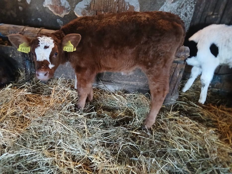 Vand tauraai 5 saptamani