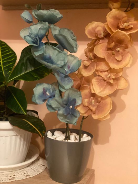 Латексна орхидея