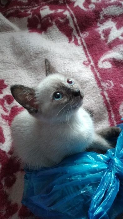 Отдам котенка девочку в добрые руки