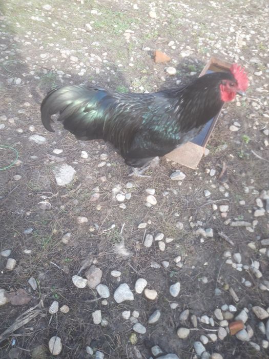 Cocoși australorp