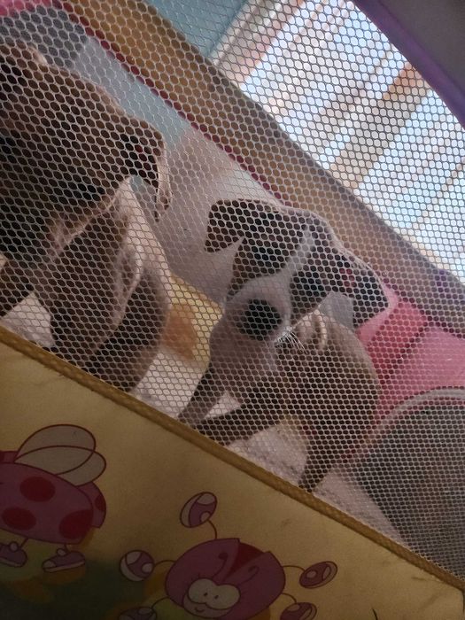 Американски питбул