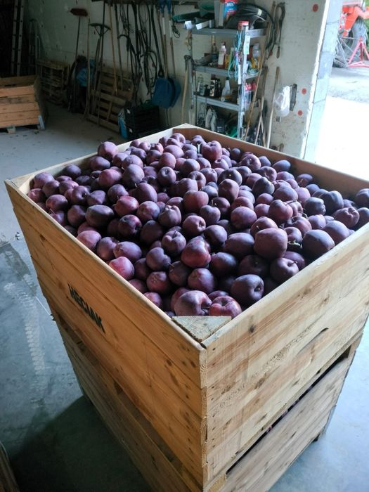 Avem mere si pere de vanzare