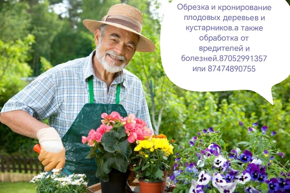 Подрезка и обработка плодовых деревьев
